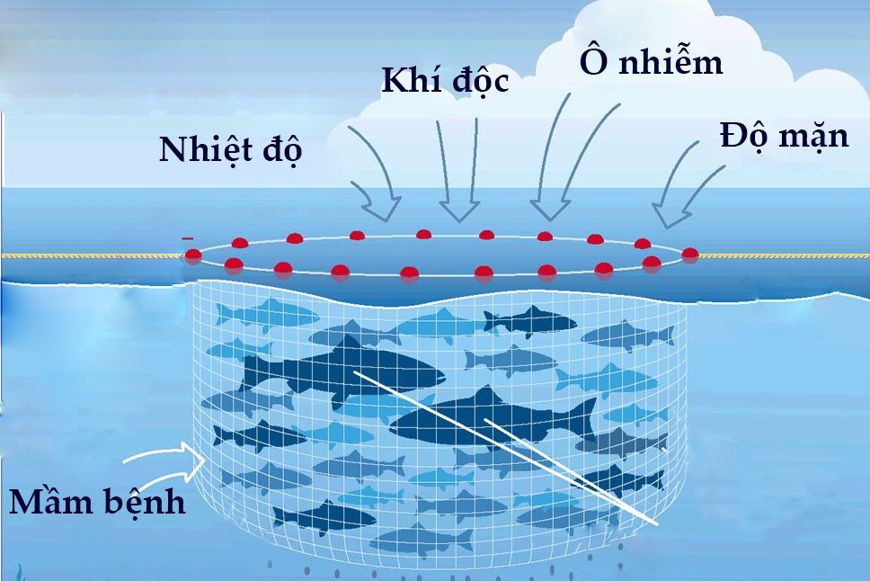 Những lưu ý khi chăm sóc thủy sản trong mùa nắng nóng (04/06/2024)